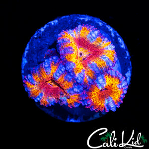 CK JOHNNY RED'S ACAN TRIPLE