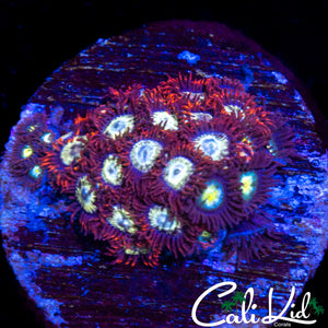 ASSORTED ZOA COLONY