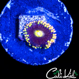 CK ANTI MATTER ZOA