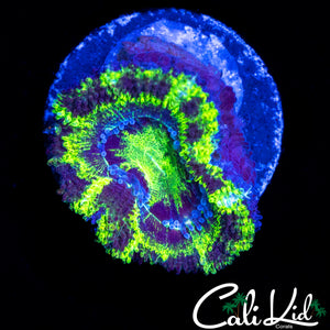 BLACK OUT ACAN