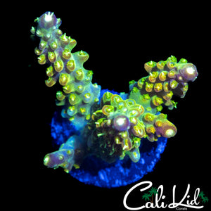 CK GOLDEN GODDESS ACRO