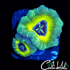 RARE ASIAN ACAN DOUBLE