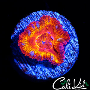 MYSTERY ACAN