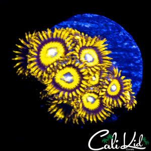 BULLS EYE ZOA MINI COLONY