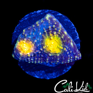 RAINBOW EYE ECHINATA