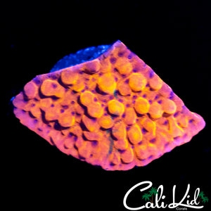 CK BUBONIC MONTI