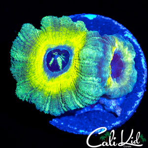 RARE ASIAN ACAN DOUBLE