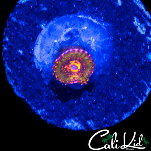 MYSTERY ZOA