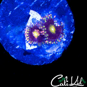 CK ANTI MATTER ZOA DOUBLE