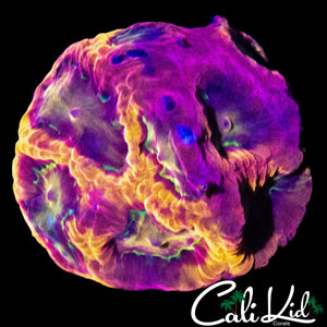 PANDEMIC FAVIA