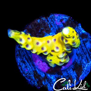 RRC GRAFTED GOLDEN ROD ANACROPORA