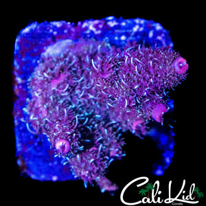 FUZZY HIGHLIGHTER MILLI