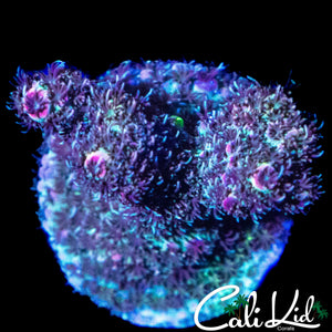 MYSTERY RAINBOW MILLI