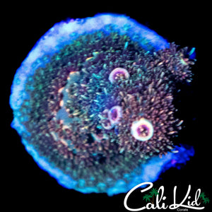 MYSTERY RAINBOW MILLI