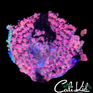 ENCRUSTED MYSTERY ACRO