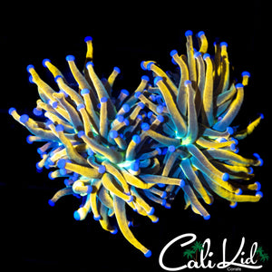 AQUACULTURED MEDUSA TORCH DOUBLE