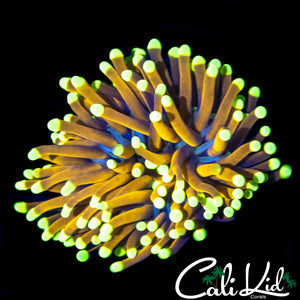 GOLDEN HONEY POT TORCH