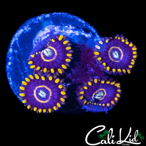 OG BLUE HORNET QUAD