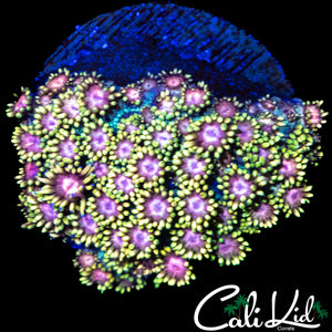 PINK & TAN GONI CHUNK
