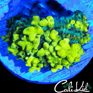 CK LEMON HEAD BOUNCE MUSHROOM