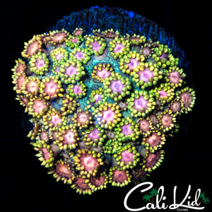 PINK & TAN GONI CHUNK