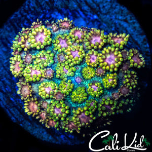PINK & TAN GONI CHUNK