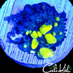 CK BANANA BAY BOUNCE MUSHROOM