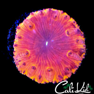 LARGE FLAME RIM BLASTO