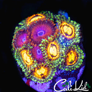 ASSORTED ZOA COLONY