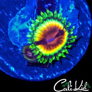JF BLOODSHOT ZOA DOUBLE