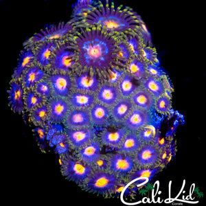 ASSORTED ZOA COLONY