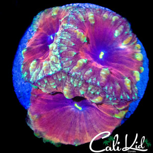 GOLDEN BUBBLE BLASTO TRIPLE