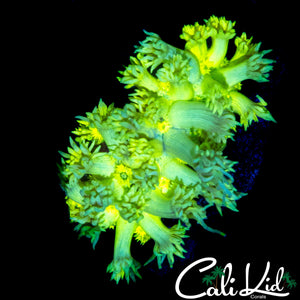 SUPER BRIGHT LEMONADE GONI