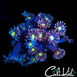 TRI COLOR GONI