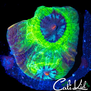 ZOMBIE EYE CHALICE CHUNK