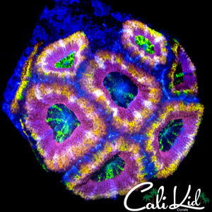 INSANE RAINBOW ACAN COLONY