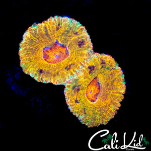 OG CK MERKULES ACAN DOUBLE