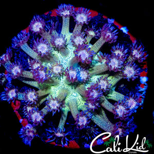 STUNNING GLITTER GONI COLONY