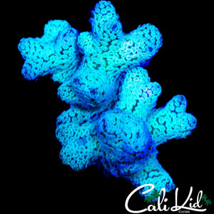 TWO TONE BIRDS NEST CHUNK