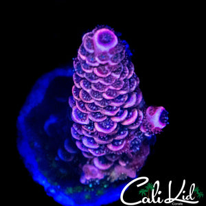 BOYSENBERRY ACRO