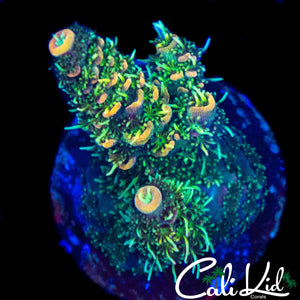 SHAGGY RAINBOW MILLI