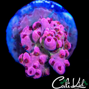CK WATERMELON SUGA ACRO