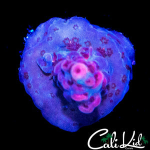 CK WATERMELON SUGA ACRO