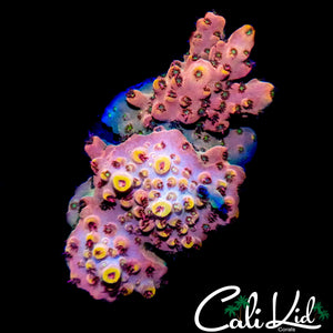 CK UNRELEASED RAINBOW ACRO