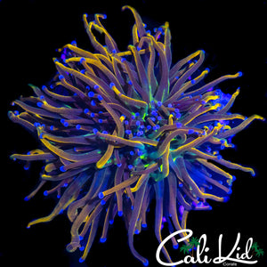 XL AQUACULTURED MEDUSA TORCH