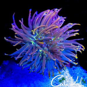 BEAUTIFUL AQUACULTURED MORPH TORCH