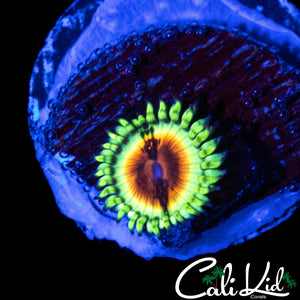 JF BLOODSHOT ZOA