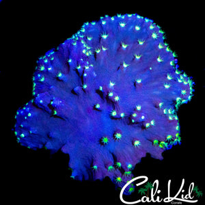 STARRY CABBAGE CORAL