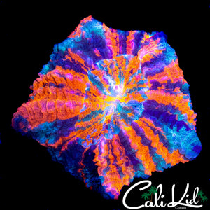 RAINBOW PIN WHEEL ACANTHO