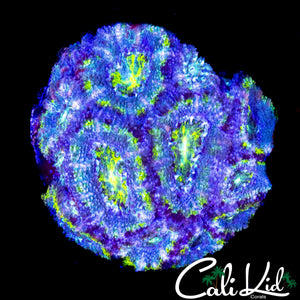 PINK STRIPE ACAN COLONY